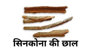 Cinchona meaning in Hindi bark
